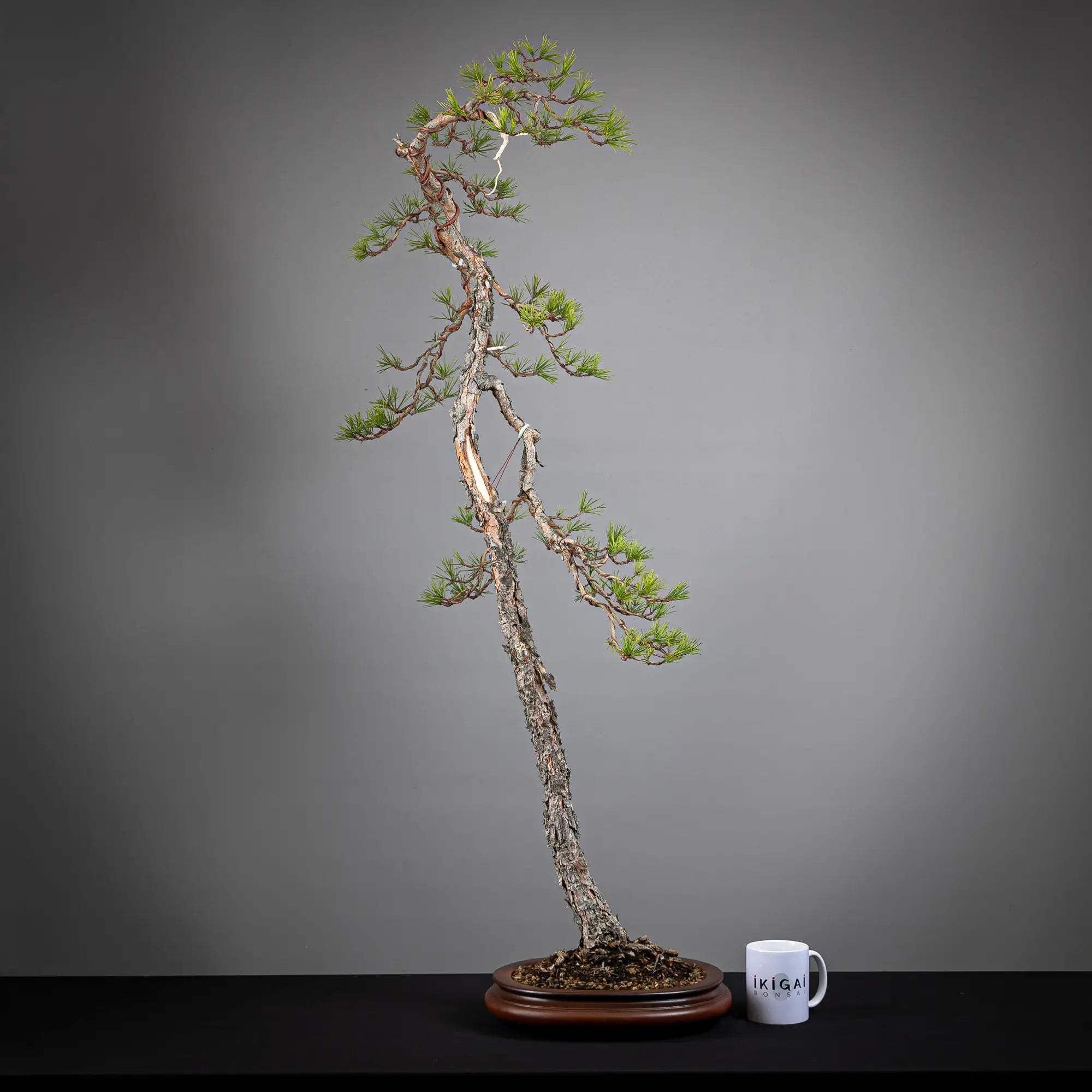 Comparativa de tamaño de bonsai yamadori de pinus sylvestris tamaño dai  con una zara de café de la tienda ikigai bonsai