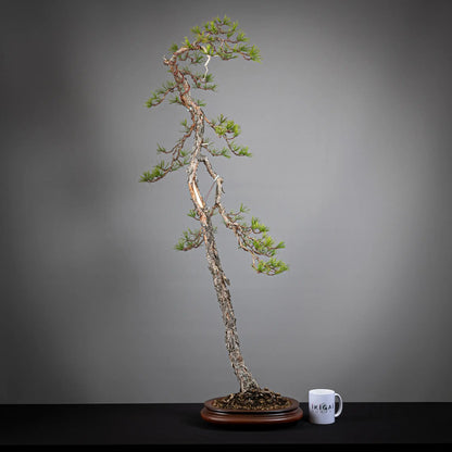 Comparativa de tamaño de bonsai yamadori de pinus sylvestris tamaño dai  con una zara de café de la tienda ikigai bonsai