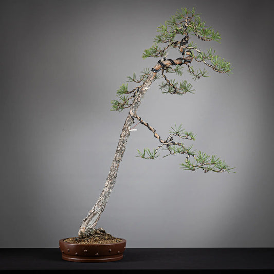 Frente de bonsai yamadori de pinus sylvestris diseñado en estilo bunjin y tamaño dai.
