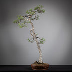 Cara derecha de bonsai yamadori de pinus sylvestris.