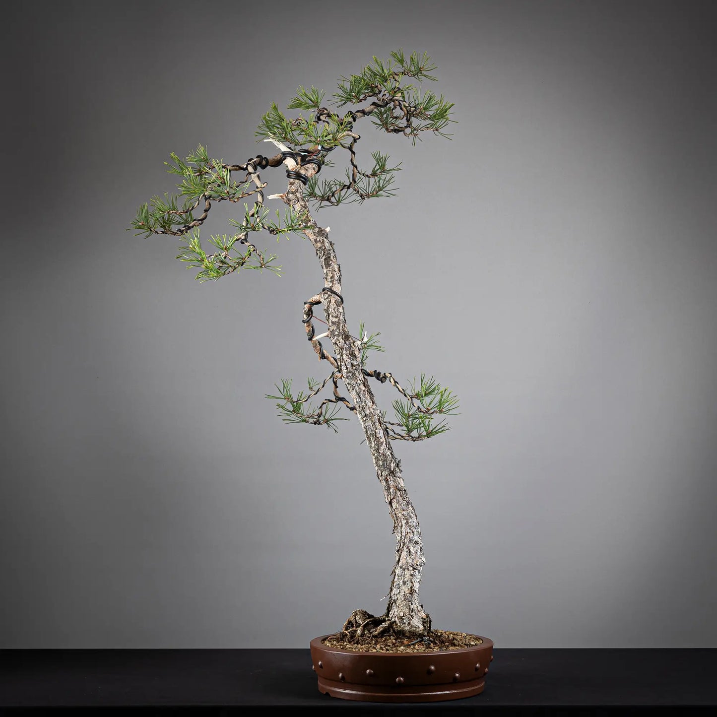 Cara derecha de bonsai yamadori de pinus sylvestris.