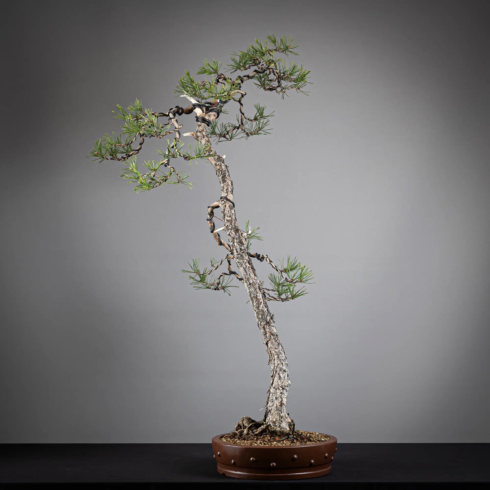 Cara derecha de bonsai yamadori de pinus sylvestris.