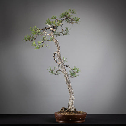 Cara derecha de bonsai yamadori de pinus sylvestris.