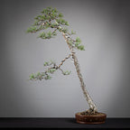 Cara trasera de bonsai yamadori de pinus sylvestris.