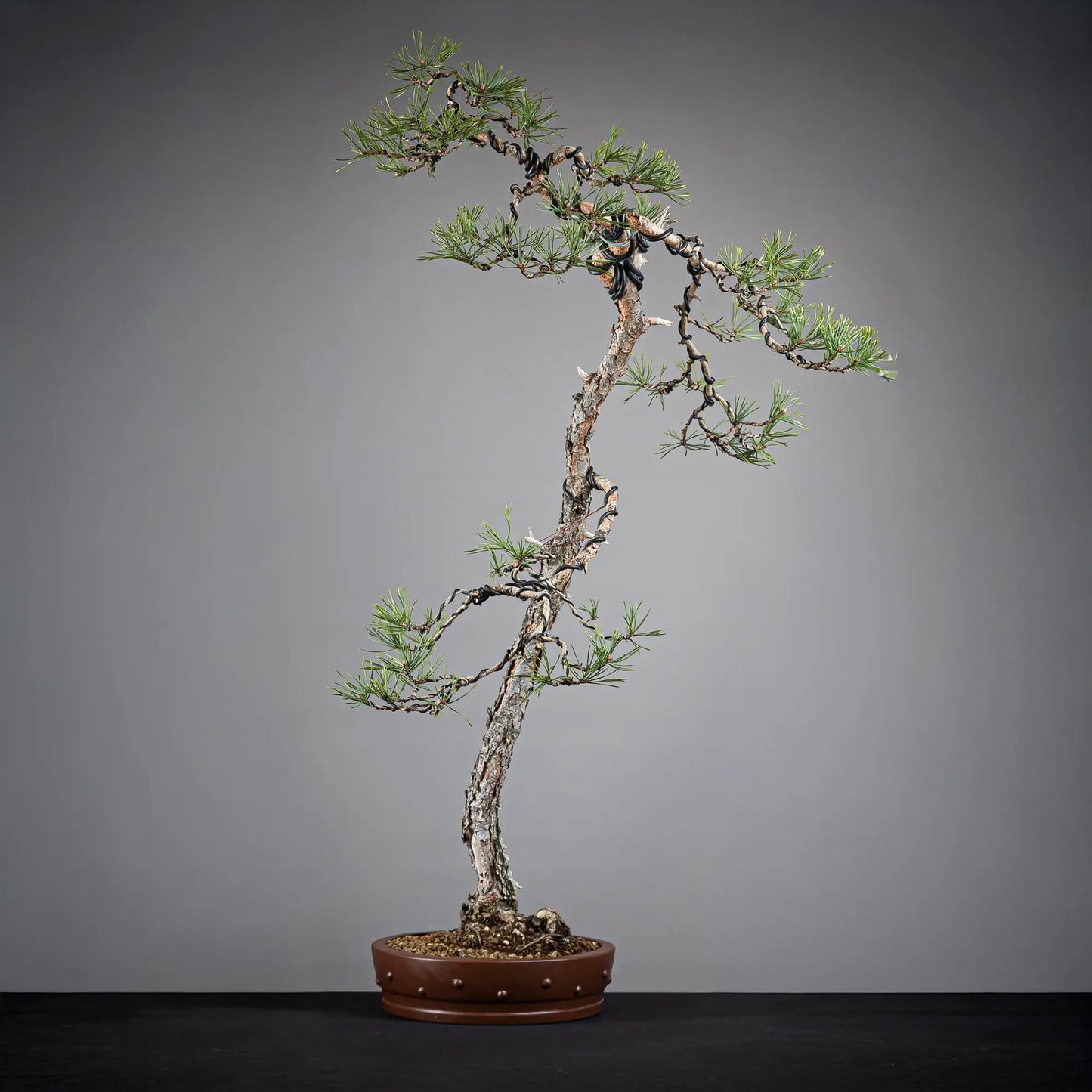 Cara izquierda de bonsai yamadori de pinus sylvestris.