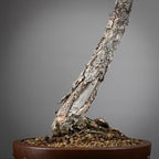 Detalle de nebari y shari de bonsai yamadori de pinus sylvestris