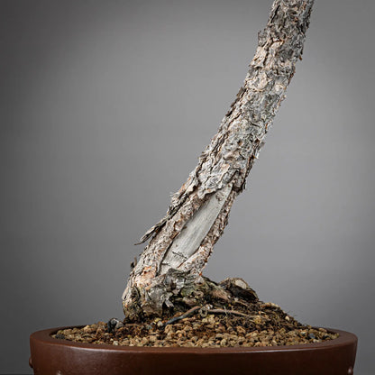 Detalle de nebari y shari de bonsai yamadori de pinus sylvestris