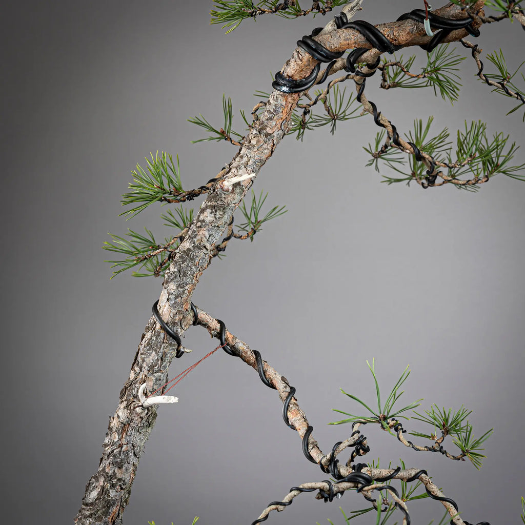 Detalle de tronco de bonsai yamadorid de pinus sylvestris