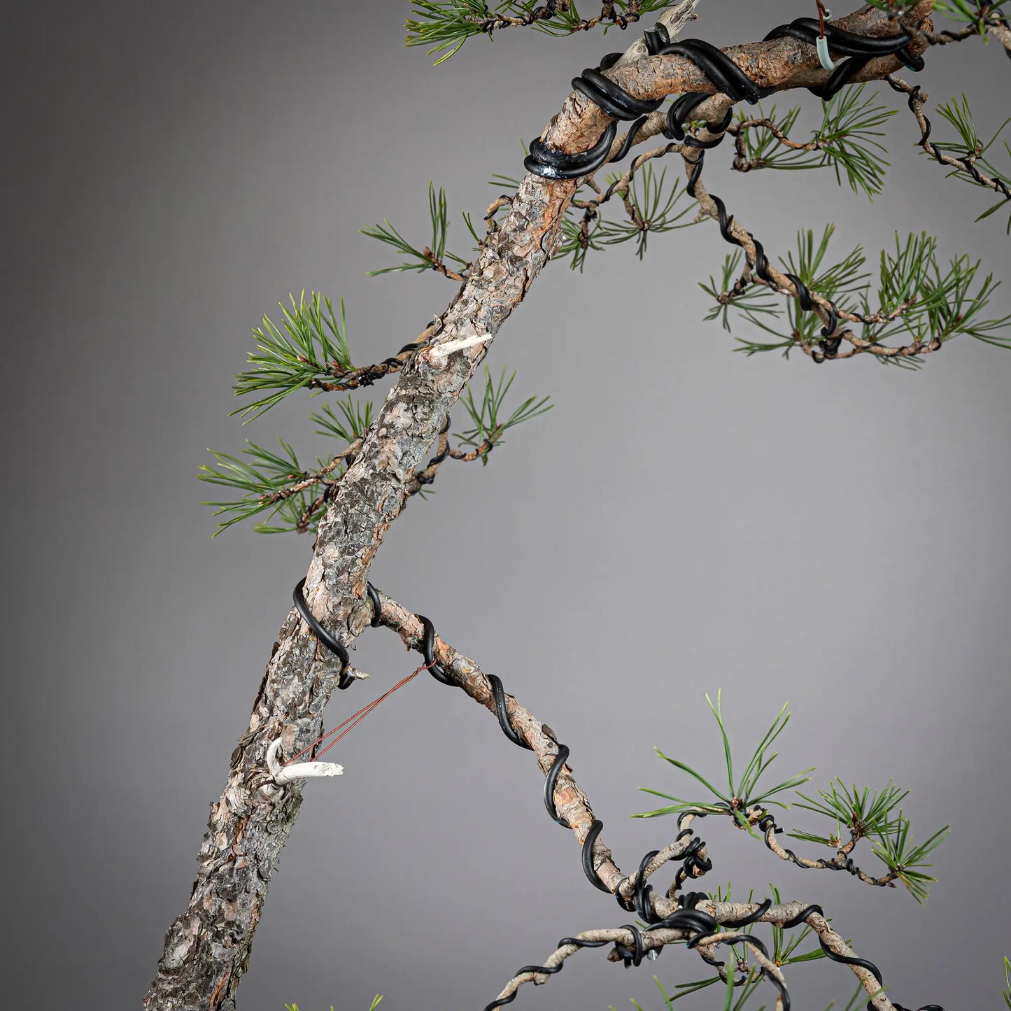 Detalle de tronco de bonsai yamadorid de pinus sylvestris