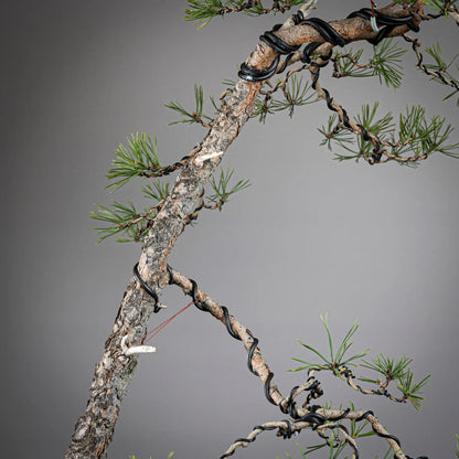 Detalle de tronco de bonsai yamadorid de pinus sylvestris
