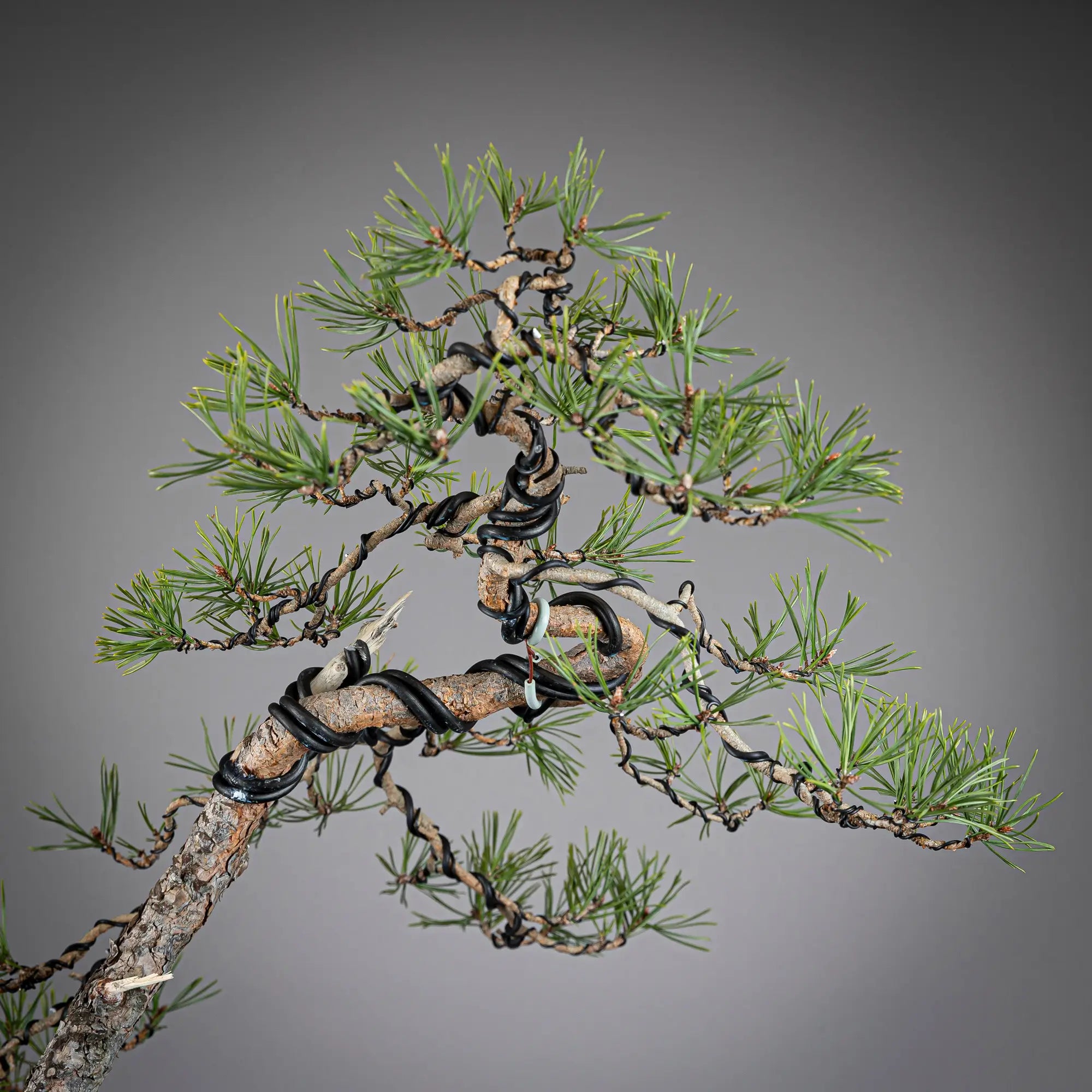 Detalle de apice de bonsai yamadori de pinus sylvestris.