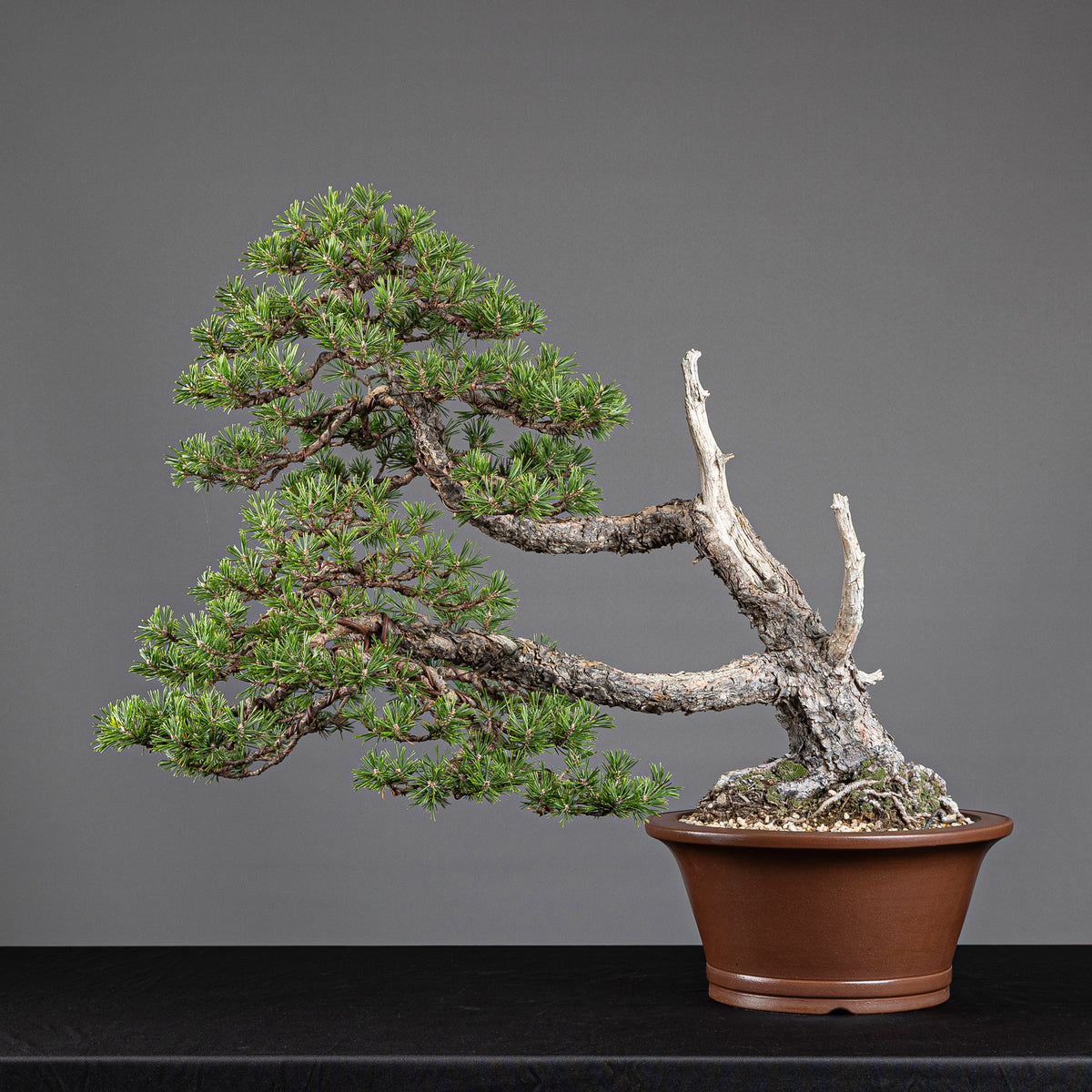 Bonsái "Doble Fukinagashi" - Pino silvestre (Pinus sylvestris)
