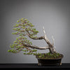 PINUS SYLVESTRIS