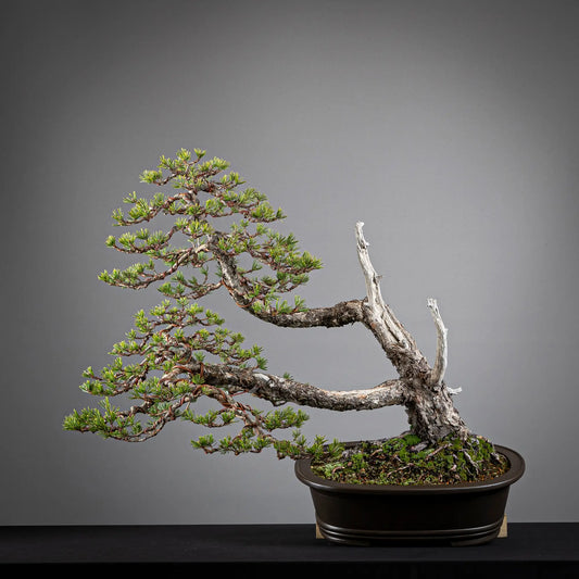 Frente de bonsai de pinus sylvestris estilo doble tronco fukinagashi tamaño dai