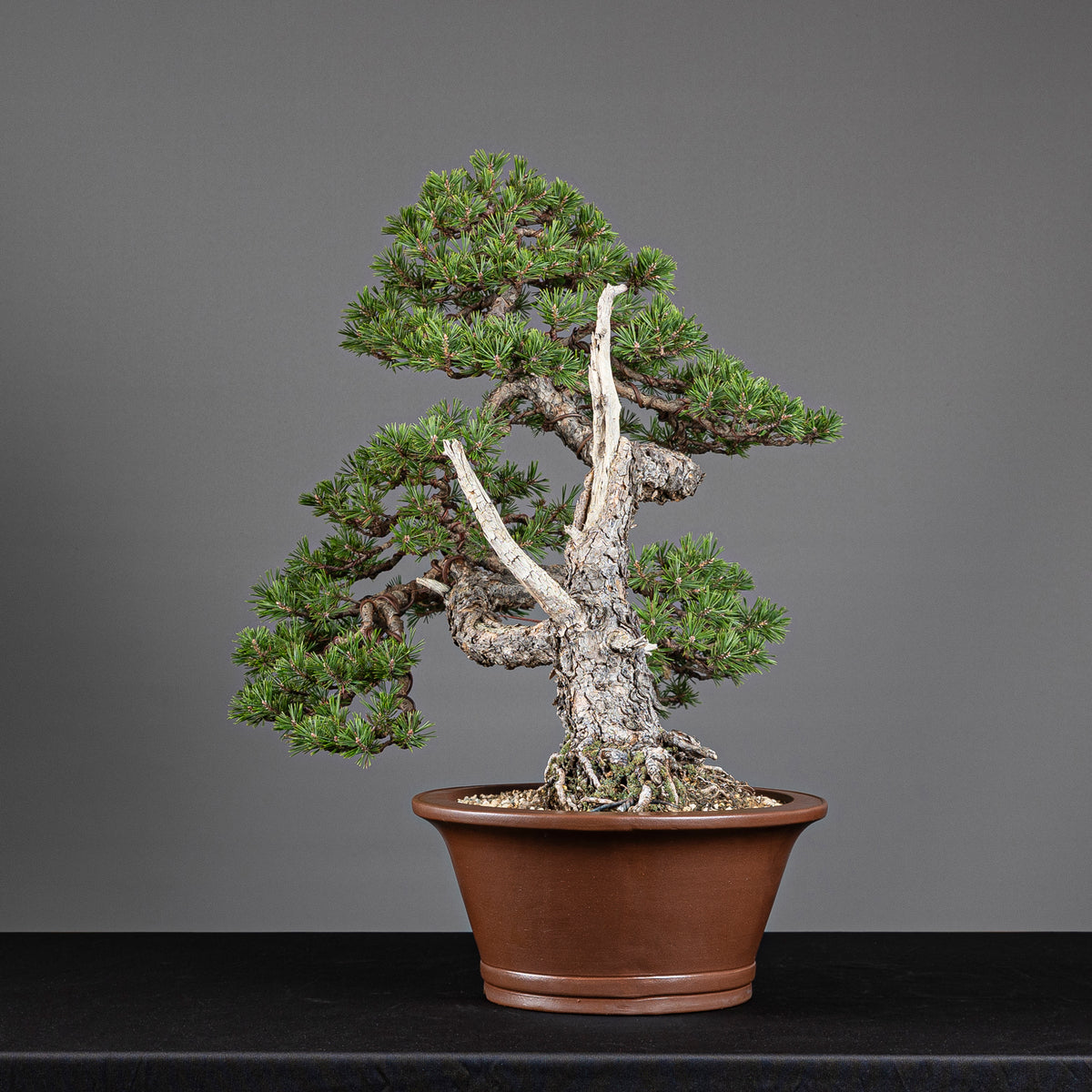 Bonsái "Doble Fukinagashi" - Pino silvestre (Pinus sylvestris)