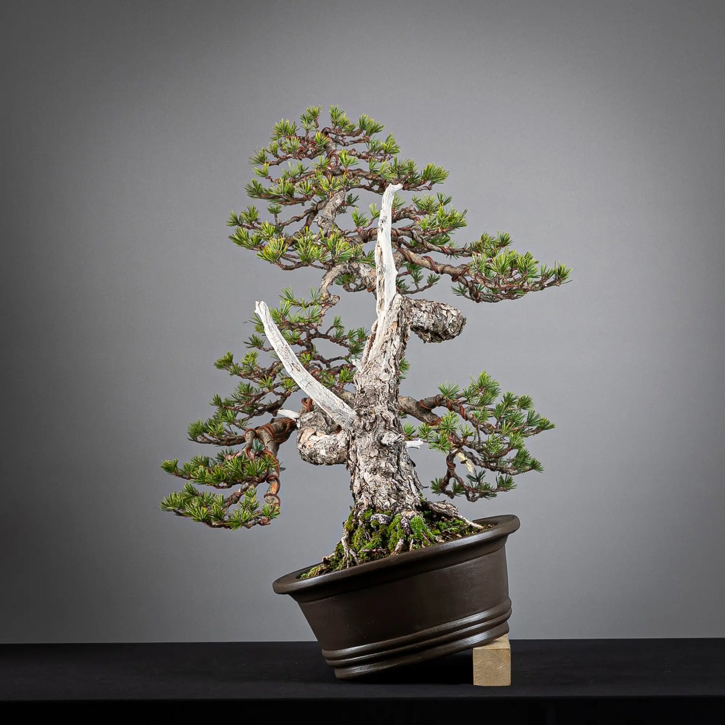 Cara derecha de bonsai de pinus sylvestris