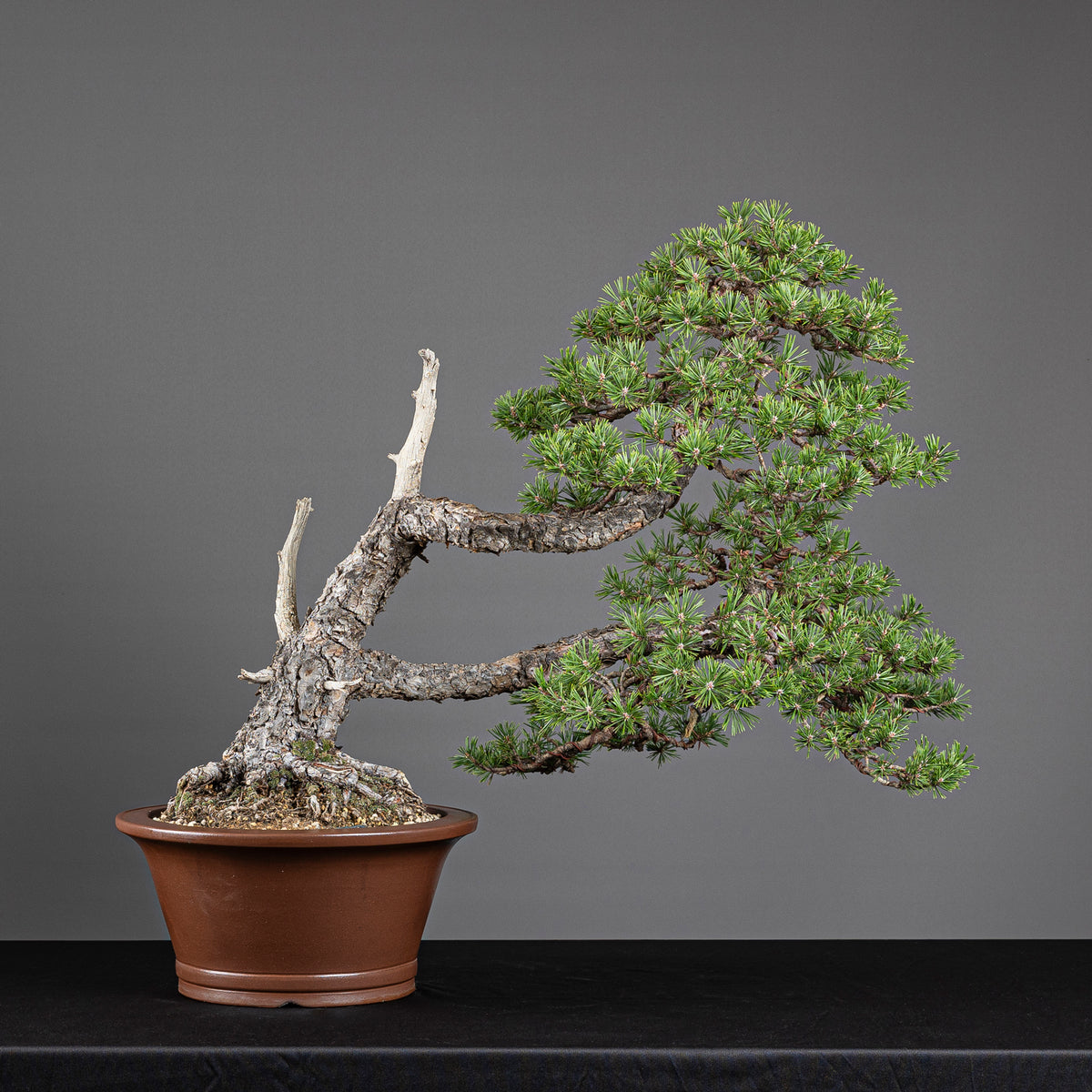 Bonsái "Doble Fukinagashi" - Pino silvestre (Pinus sylvestris)