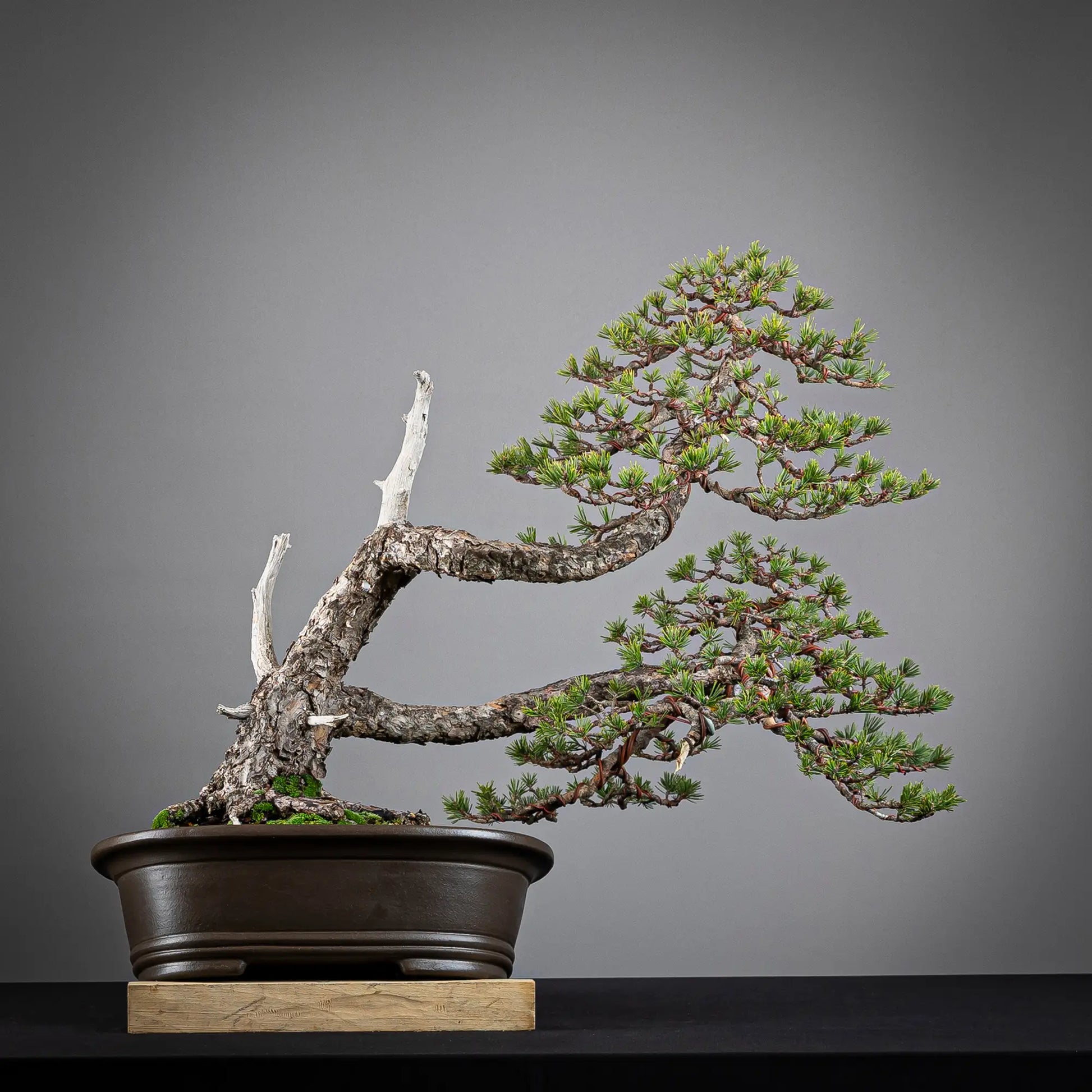 Cara trasera de bonsai de pinus sylvestris