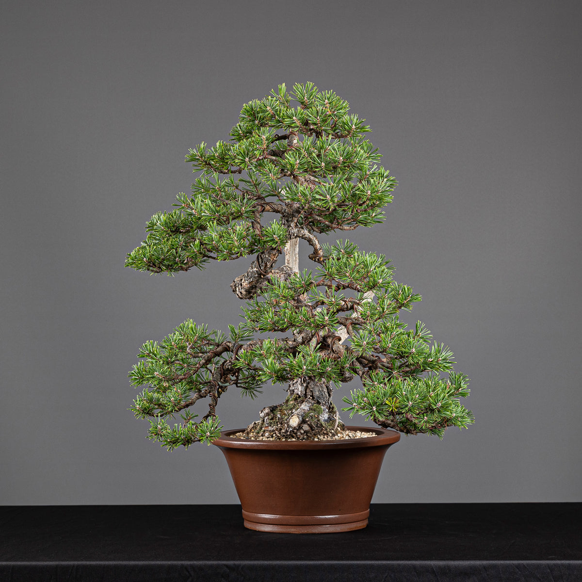 Bonsái "Doble Fukinagashi" - Pino silvestre (Pinus sylvestris)