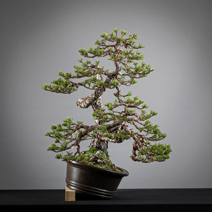 Cara izquierdad e bonsai de pinus sylvestris