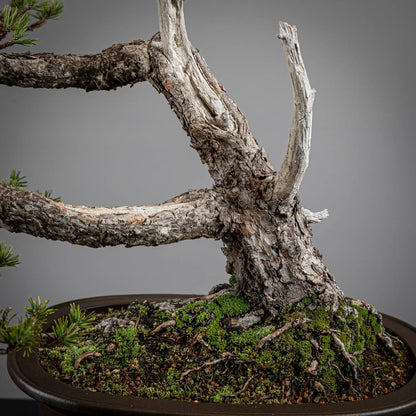 Detalle de nebari y tronco de bonsai de pinus sylvestris