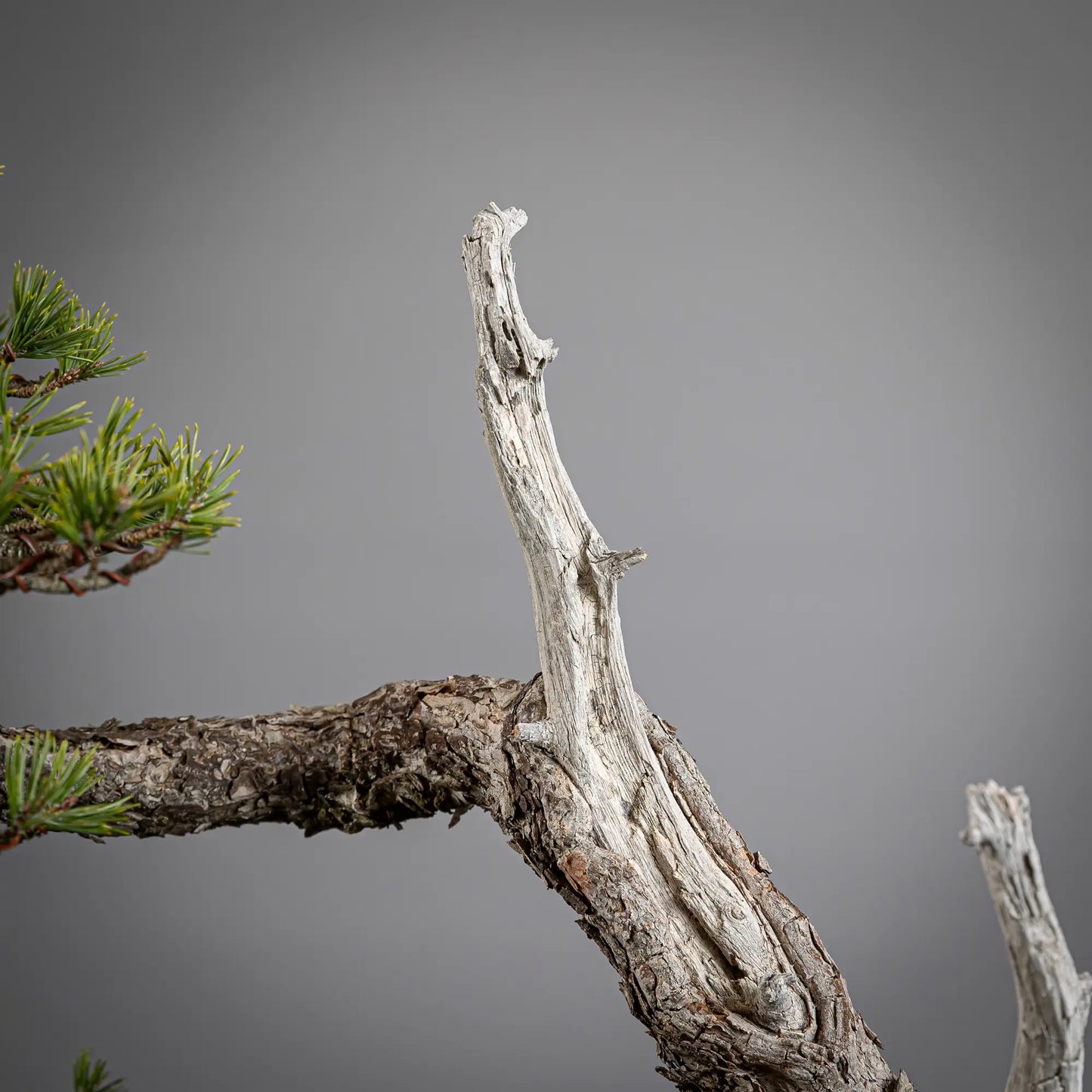 Detalle de ten-jin de bonsai de pinus sylvestris