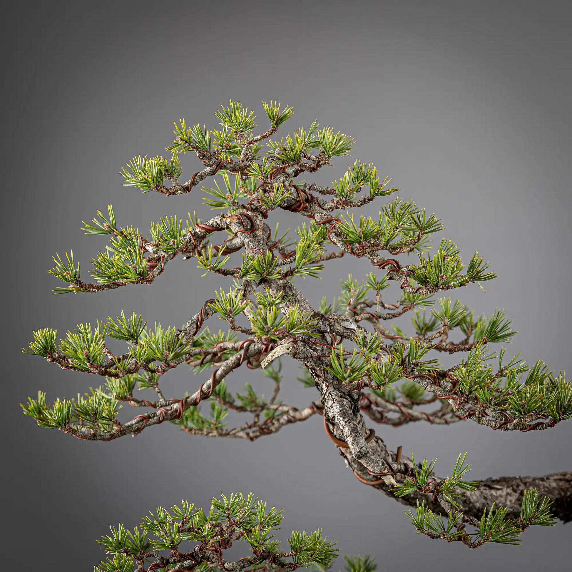 Detalle de apice de bonsai de pinus sylvestris