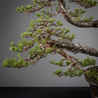 Detalle de copa de tronco secundario de pinus sylvestris