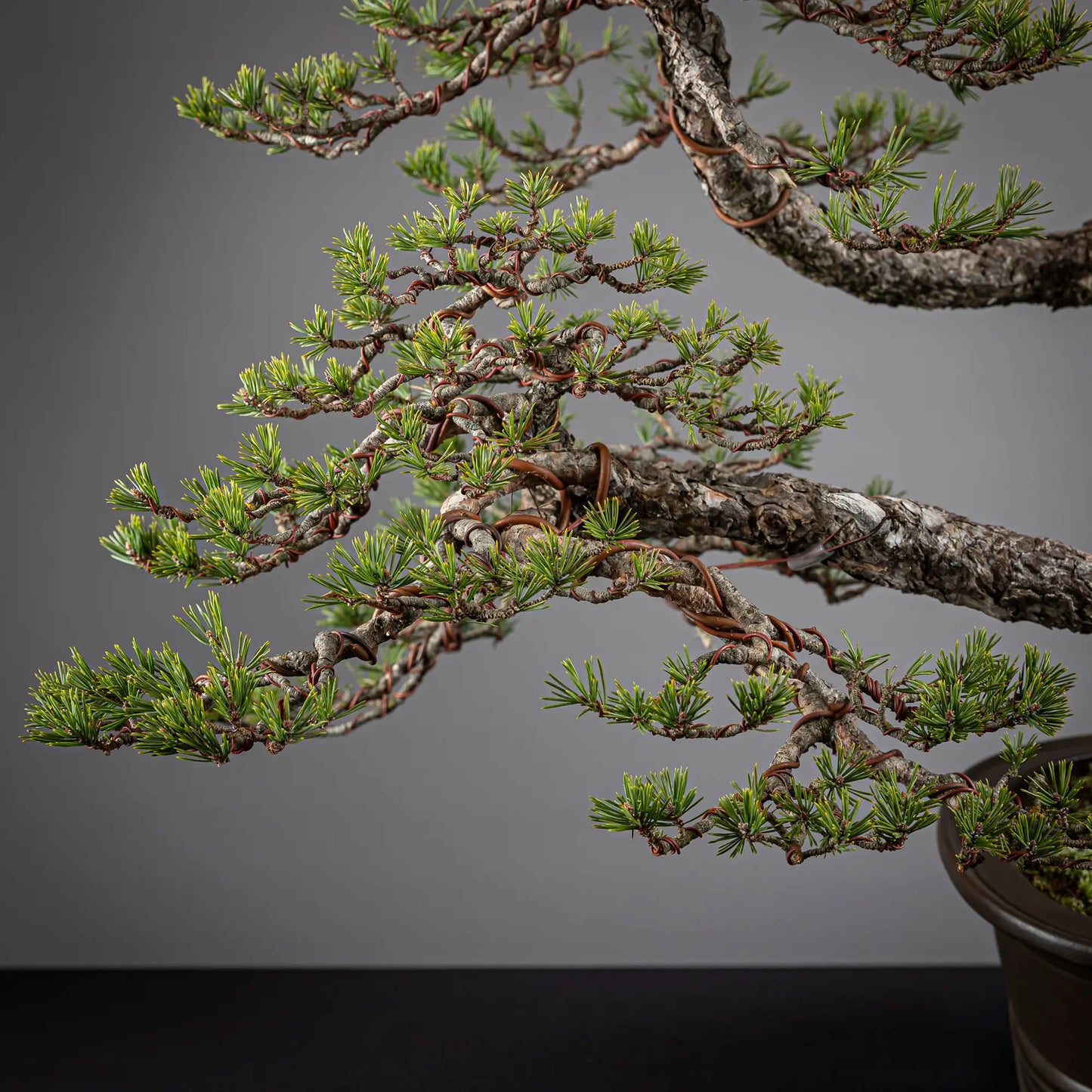 Detalle de copa de tronco secundario de pinus sylvestris