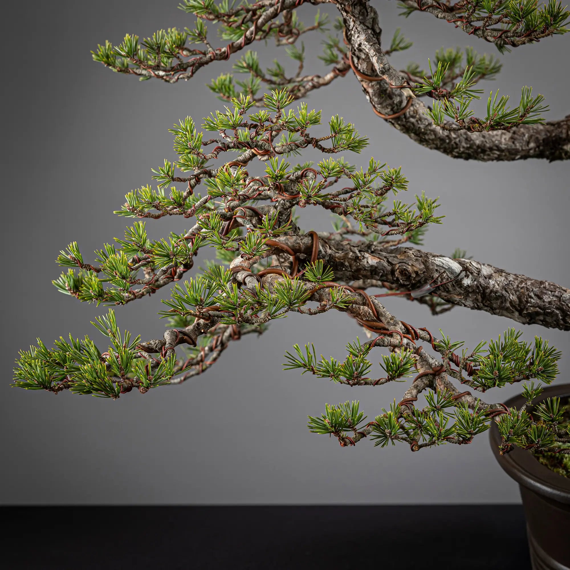 Detalle de copa de tronco secundario de pinus sylvestris
