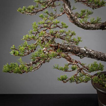 Detalle de copa de tronco secundario de pinus sylvestris