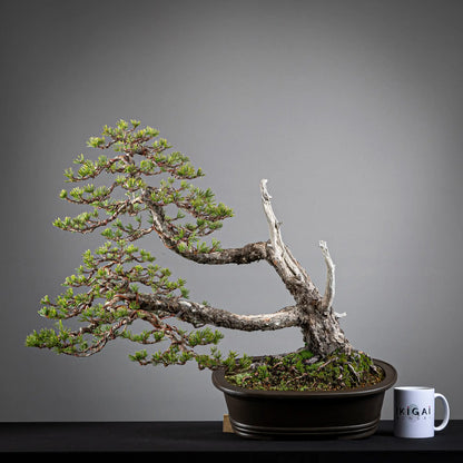 Comparativa de tamaño de bonsai de pinus sylvestris tamaño dai con una taza de café de la tienda ikigai bonsai