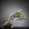 PINUS SYLVESTRIS