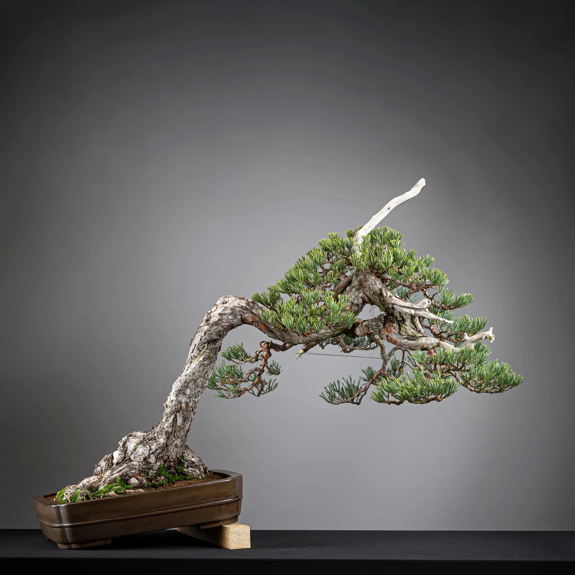 Frente de bonsai yamadori de pinus sylvestris en estilo bunjin y tamaño dai
