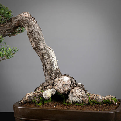 Detalle trasera de nebari de pinus sylvestris