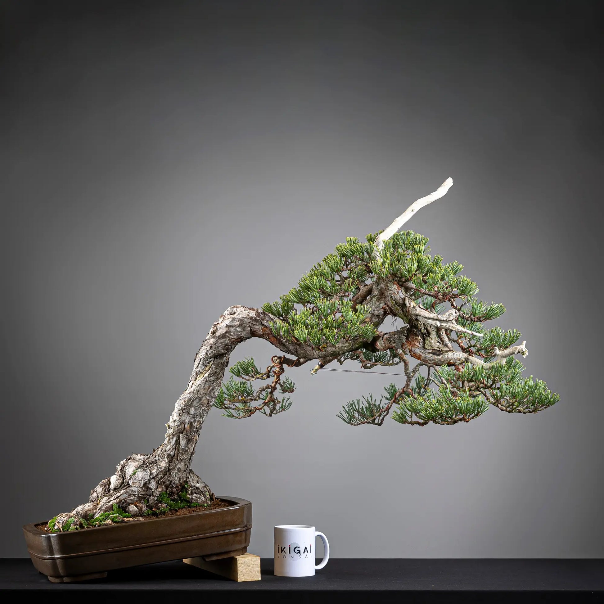 Comparativa de tamaño de bonsai yamadori de pinus sylvestris de tamaño dai conuna taza de café de la tienda ikigai bonsai.