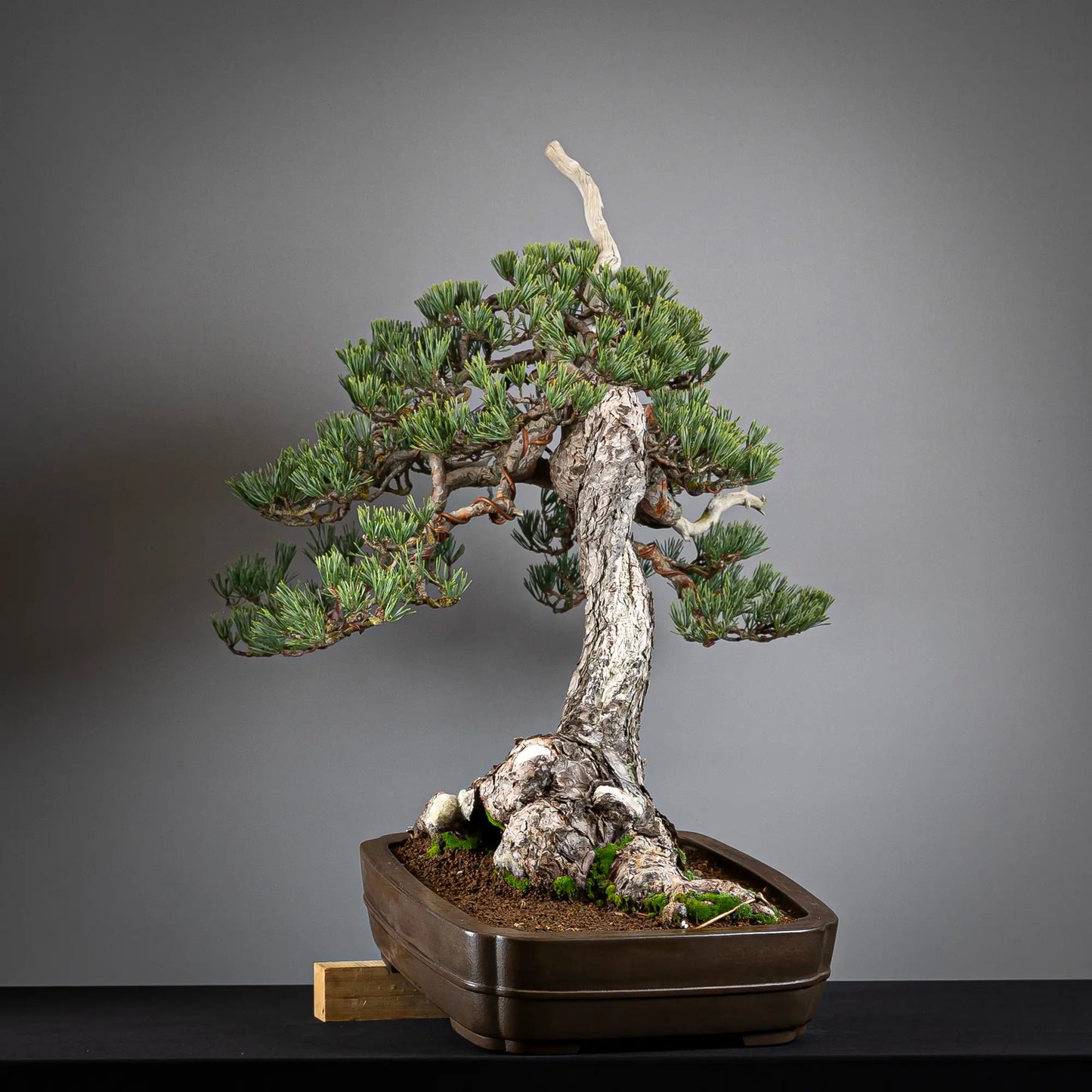 Cara izquierda de bonsai yamadori de pinus sylvestris