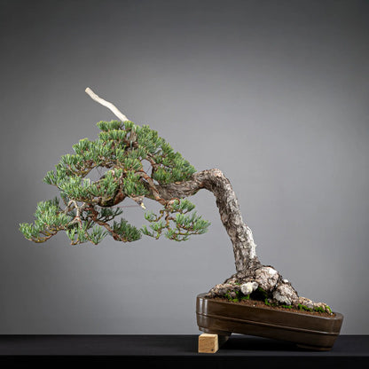 Cara trasera de bonsai yamadori de pinus sylvestris