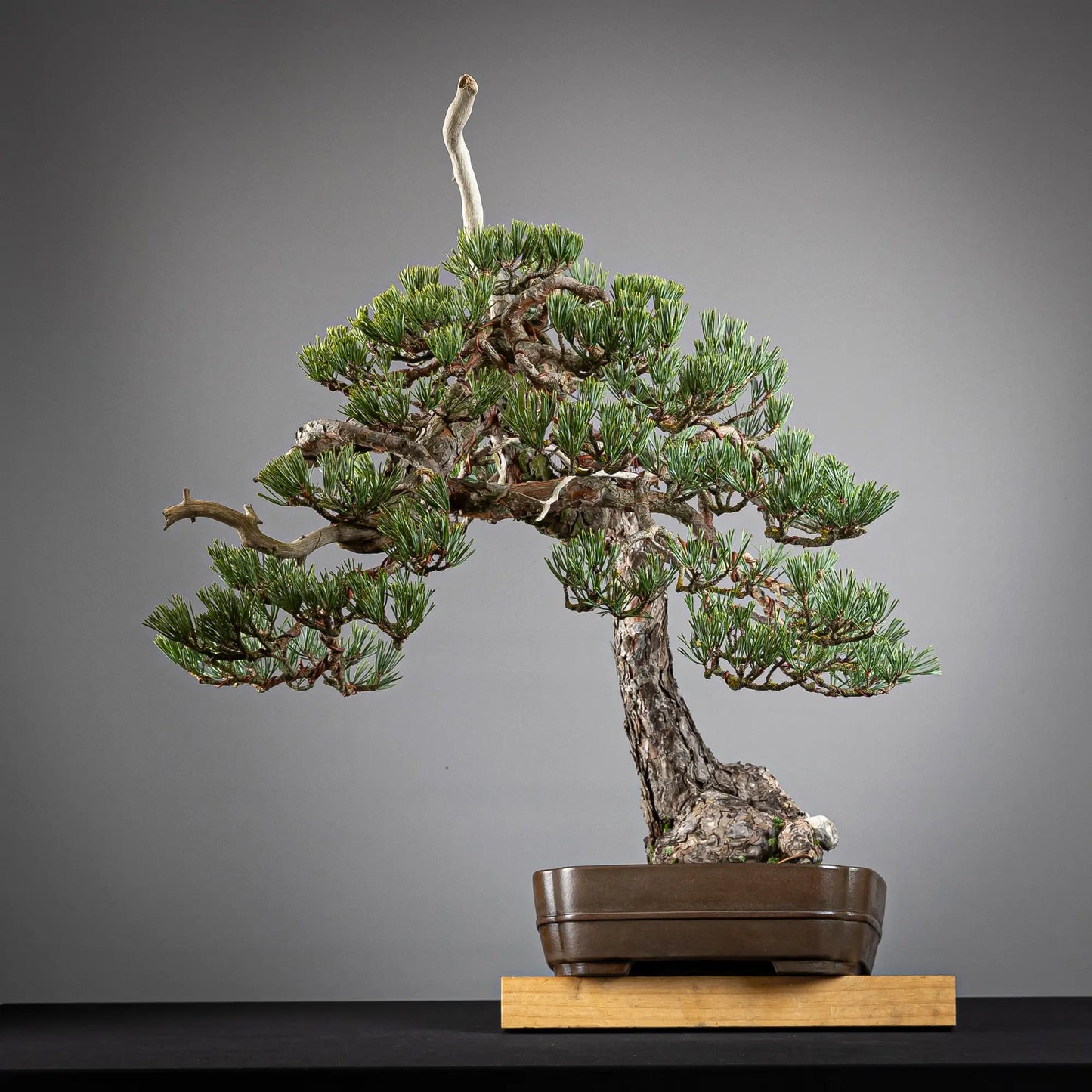 Cara derecha de bonsai yamadori de pinus sylvestris