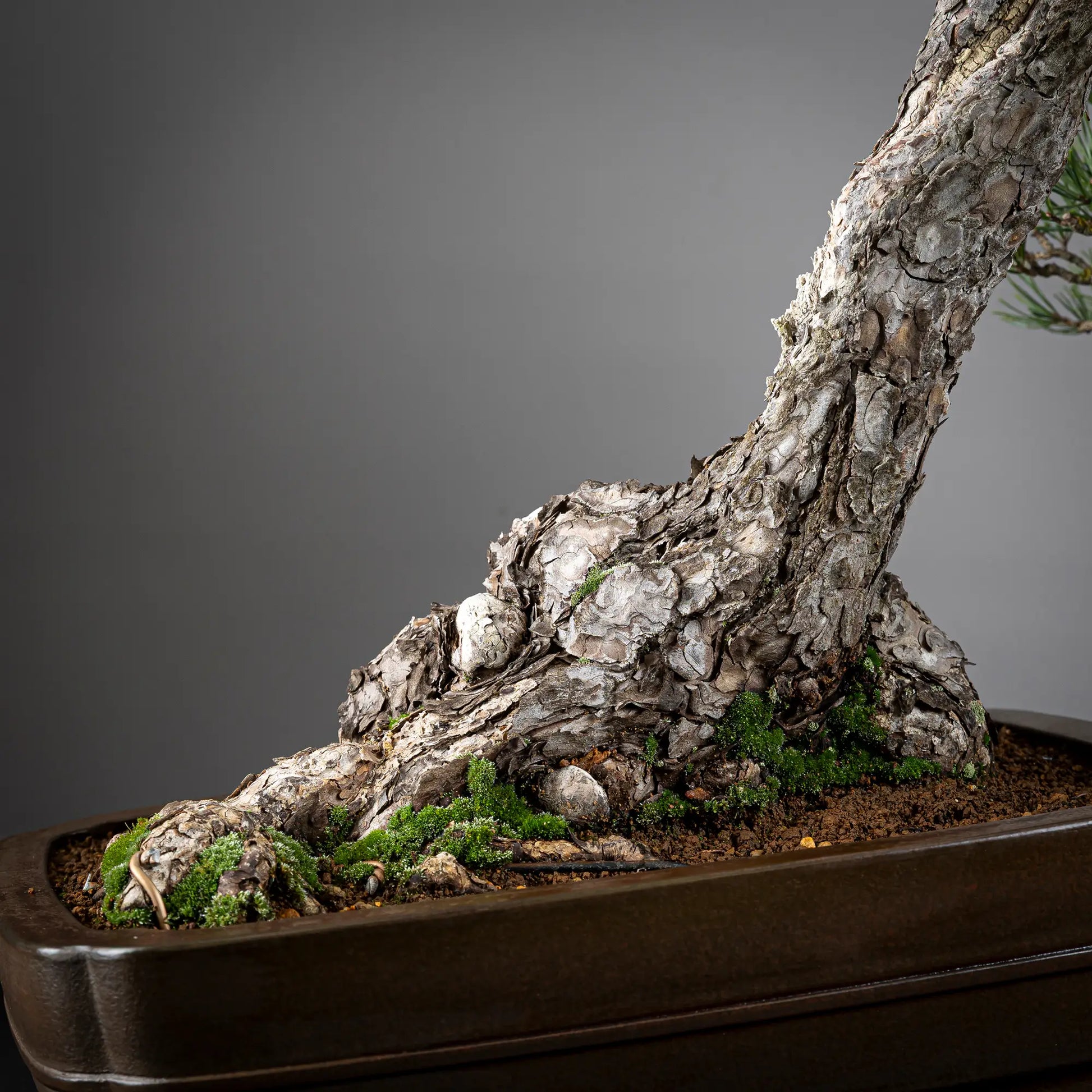Detalle de nebari de bonsai yamadori de pinus sylvestris