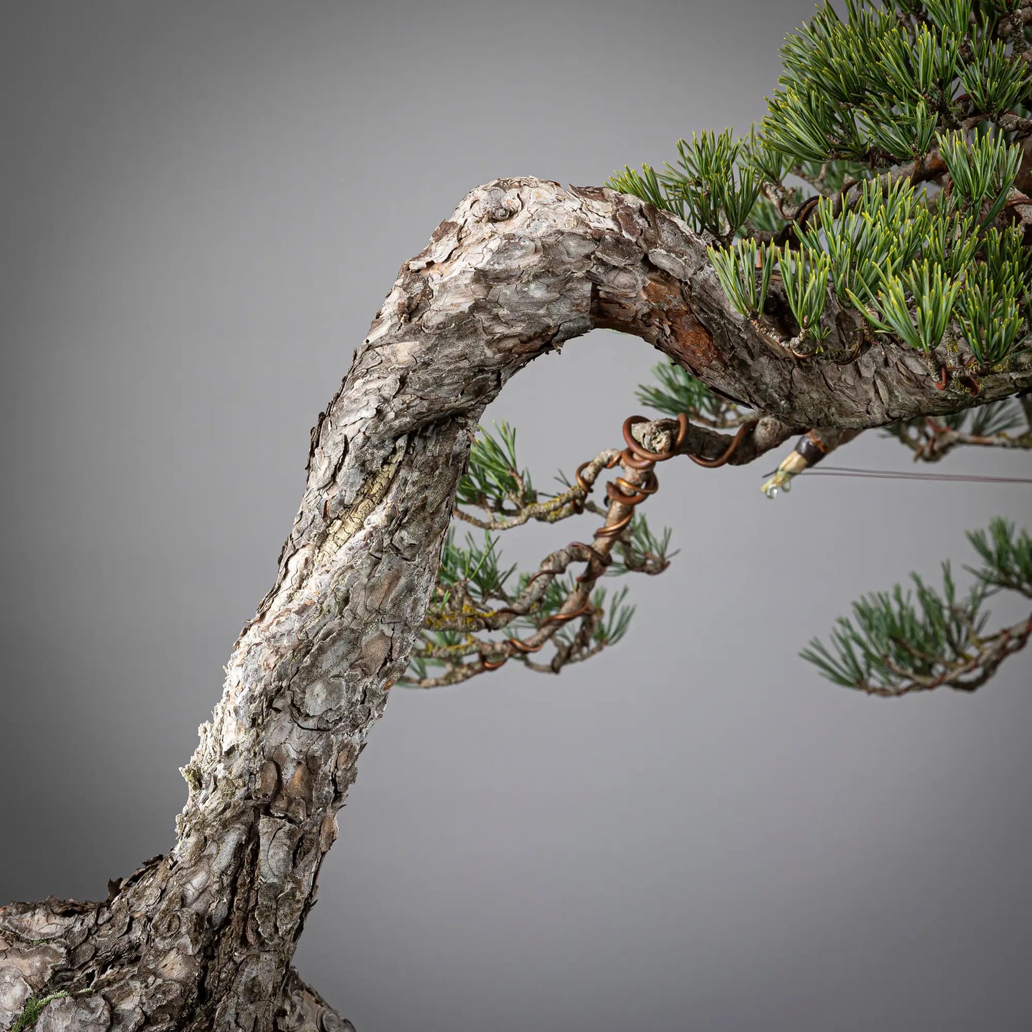 Detalle de curva, corteza y tornco de bonsai yamadori de pinus sylvestris