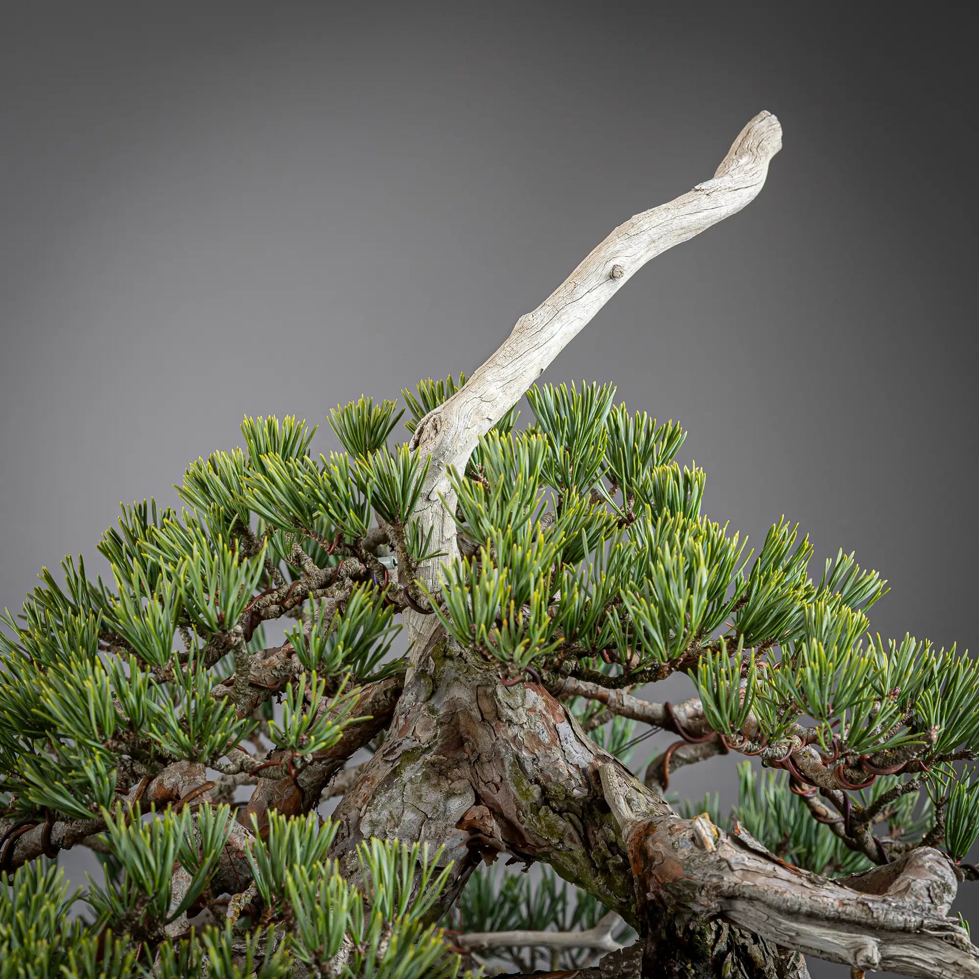Detalle de copa y ten-jin de bonsai yamadori de pinus sylvestris