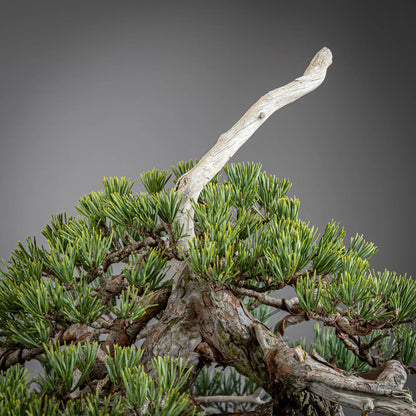 Detalle de copa y ten-jin de bonsai yamadori de pinus sylvestris
