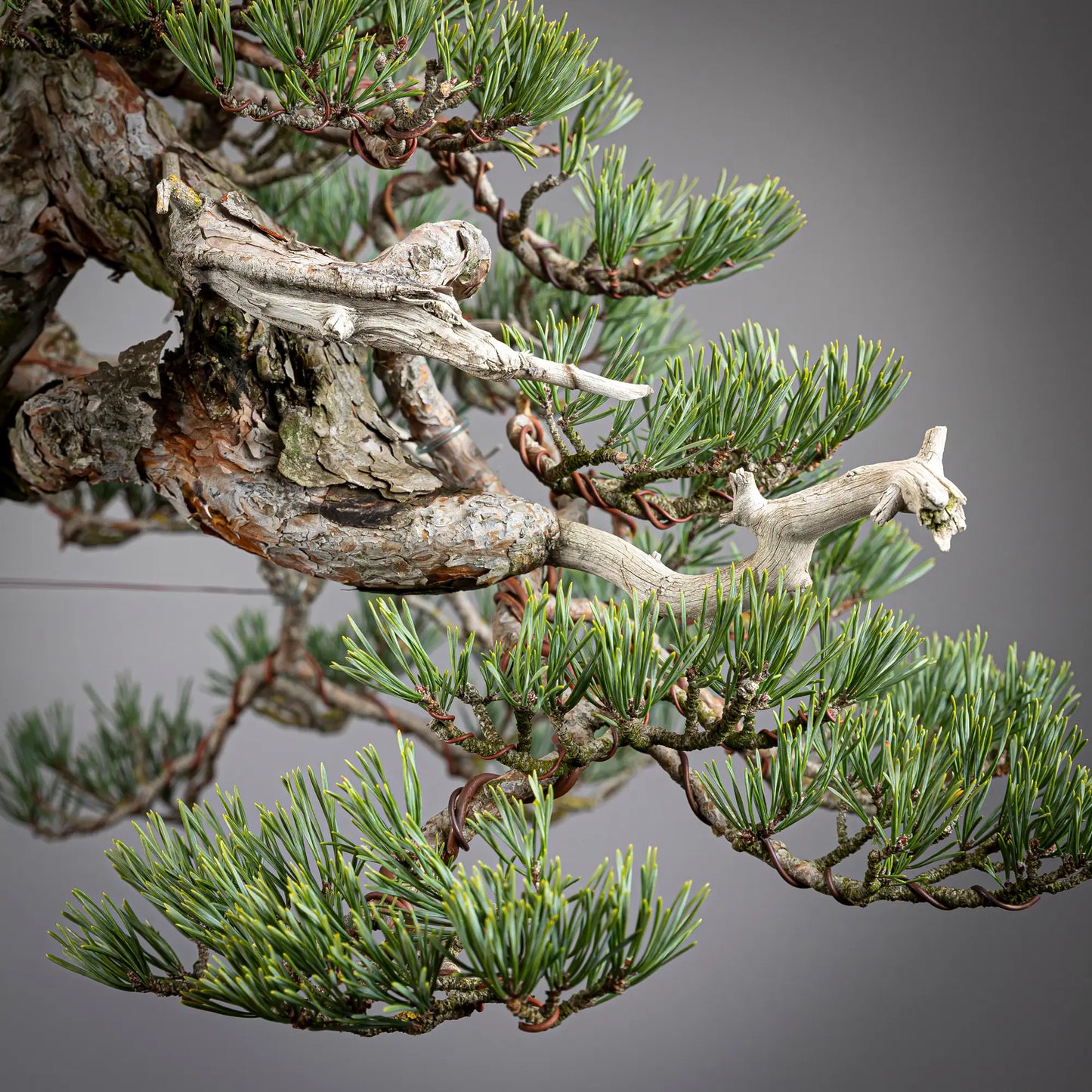 detalle de ramas madus de bonsai yamadori de pinus sylvestris