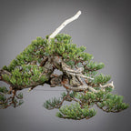 Detalle de copa de bonsai yamadori de pinus sylvestris