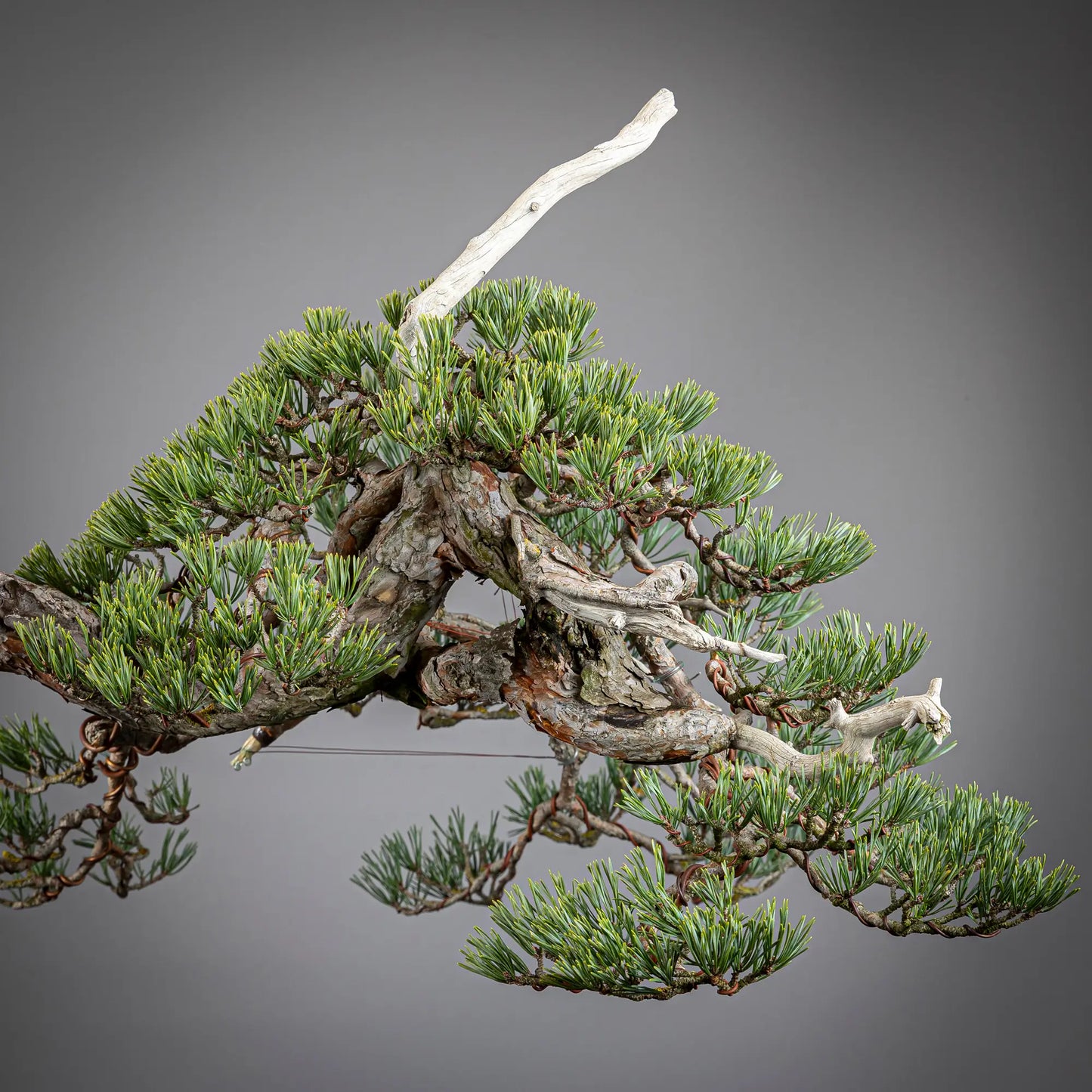 Detalle de copa de bonsai yamadori de pinus sylvestris