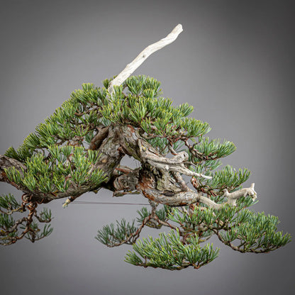 Detalle de copa de bonsai yamadori de pinus sylvestris