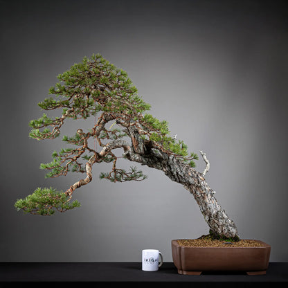 Comparativa de tamaño de bonsai yamadori de pinus sylvestris de tamaño dai con una taza de café de la tienda ikigai bonsái.