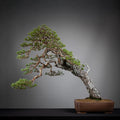 Frente de bonsai yamadori de pinus sylvestris en estilo moyogi y tamaño dai.