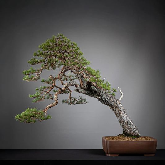 Frente de bonsai yamadori de pinus sylvestris en estilo moyogi y tamaño dai.